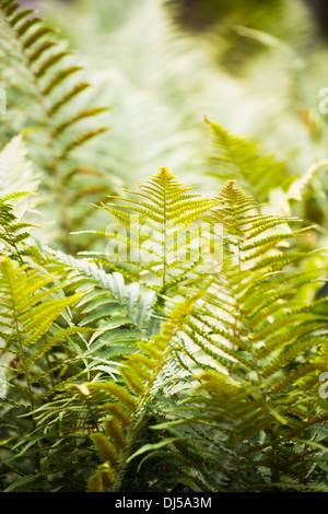 Natur-Detail mit grünem Farn Pflanzen wachsen im Wald Stockfoto