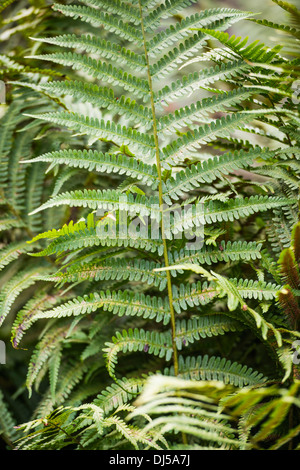 Natur-Detail mit grünem Farn Pflanzen wachsen im Wald Stockfoto