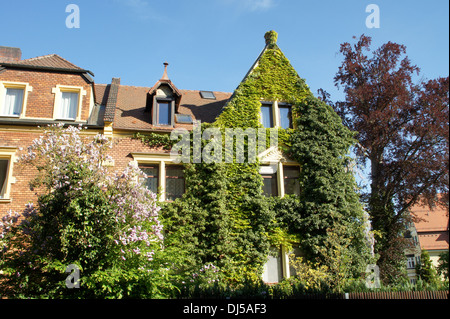 Efeu, japanische Creeper Stockfoto