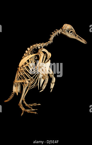 Galapagos Pinguin Spheniscus Mendiculus Skelett Stockfoto