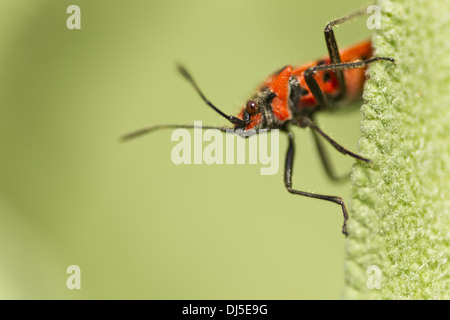 Häufige Fehler in Feuer (Pyrrhocoris Apterus) Stockfoto