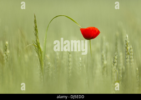 Mohnblume (Papaver Rhoeas) im Feld Stockfoto