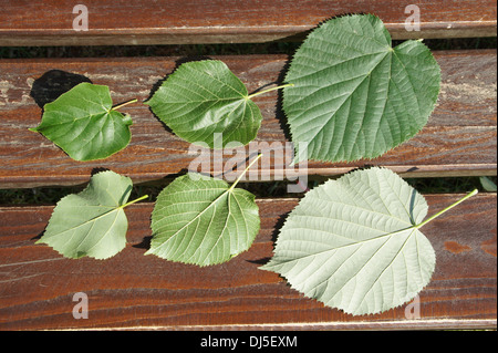 Limettenblätter Stockfoto