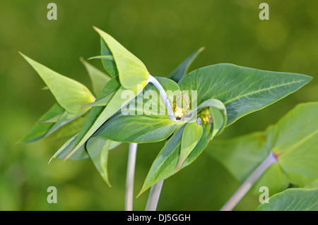 Caper Wolfsmilch, Euphorbia lathyris Stockfoto