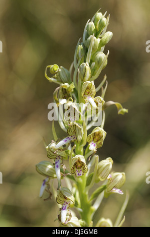 Lizard Orchid, Himantoglossum hircinum Stockfoto