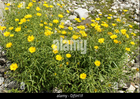 Gelbe Oxeye Daisy Stockfoto