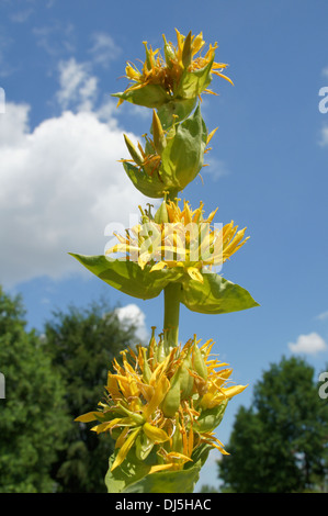 Große gelbe Enzian Stockfoto