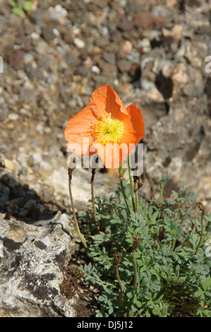 Alpine Mohn Stockfoto