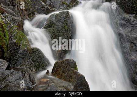 Nahaufnahme der Wasserfall Wasserfälle Weichfokus Wasser Tom Gill Beck in der Nähe von Tarn Hows Cumbria Cumbria England Vereinigtes Königreich GB Großbritannien Stockfoto