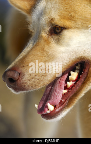 Hund die Zähne Stockfoto