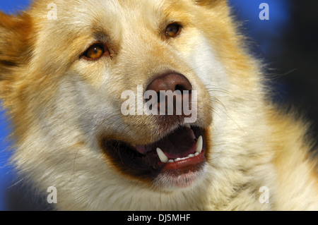 Grönlandhund Stockfoto