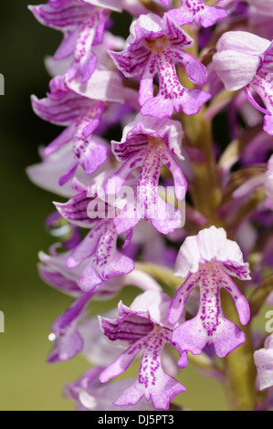 Helm-Orchidee Stockfoto