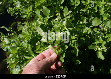 Kapuzinerkresse Officinale, Brunnenkresse Stockfoto