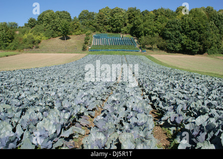 Rotkohl Stockfoto