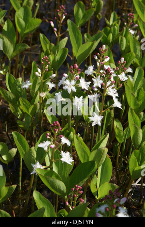 Menyanthes Trifoliata, Fieberklee, Sumpf-Bohne Stockfoto