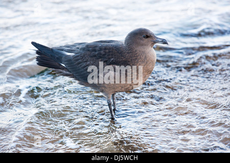 Eine juvenile Arctic Skua (Stercorarius Parasiticus) an der Küste in Northumberland, England Stockfoto