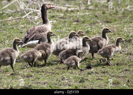 Graugans Gänse (Anser Anser) Eltern mit ihren Jugendlichen Stockfoto