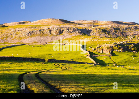 Robin aufsichtführenden Narbe, einem Kalksteinfelsen zwischen Clapham und Austwick in den Yorkshire Dales, UK. Stockfoto