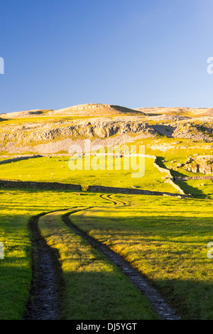 Robin aufsichtführenden Narbe, einem Kalksteinfelsen zwischen Clapham und Austwick in den Yorkshire Dales, UK. Stockfoto