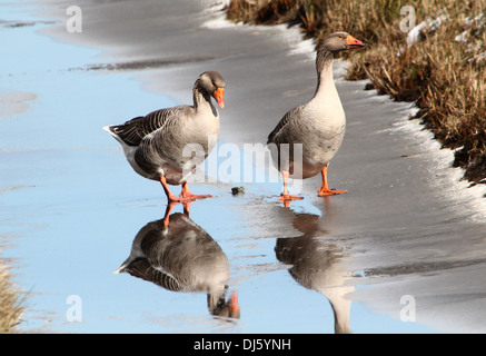 Graugans (Anser Anser) und eine Hybrid-Gans zusammen auf dem Eis im Winter Einstellung Stockfoto