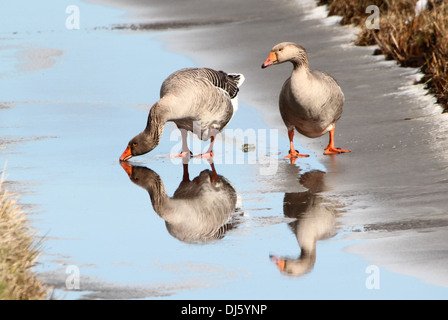 Graugans (Anser Anser) und eine Hybrid-Gans zusammen auf dem Eis im Winter Einstellung Stockfoto