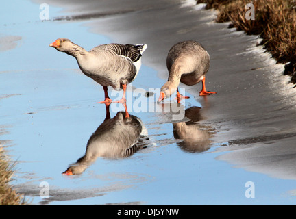 Graugans (Anser Anser) und eine Hybrid-Gans zusammen auf dem Eis im Winter Einstellung Stockfoto