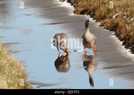 Graugans (Anser Anser) und eine Hybrid-Gans zusammen auf dem Eis im Winter Einstellung Stockfoto