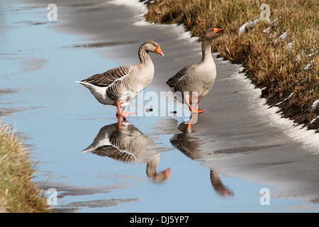 Graugans (Anser Anser) und eine Hybrid-Gans zusammen auf dem Eis im Winter Einstellung Stockfoto