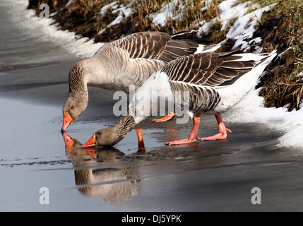 Graugans (Anser Anser) und eine Hybrid-Gans zusammen auf dem Eis im Winter Einstellung Stockfoto