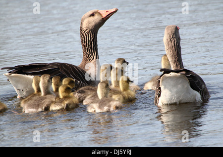 Graugans Gänse (Anser Anser) Eltern mit ihren Kindern schwimmen Stockfoto