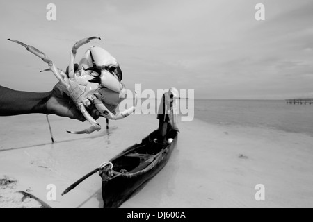 Ein Fischer aus dem Guna Menschen eine riesige Krabben, die er in einer kleinen Insel in der "Comarca" (Region) der Guna Yala Eingeborenen als Kuna im Archipel von San Blas Blas Inseln im Nordosten von Panama mit Blick auf das Karibische Meer bekannt. Stockfoto