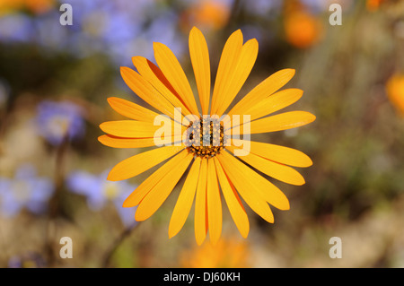 Ursinia cakilefolia Stockfoto