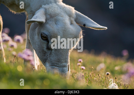 Schafe weiden, Fair Isle, Shetland, UK Stockfoto