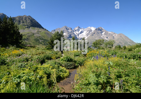 Massif De La Meije & Alpengarten am Col de Lautaret Mountain Pass Hautes-Alpes France Stockfoto