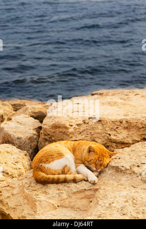 Porträt eines schlafenden Ingwer Katze auf den Felsen am Hafen von Ayia Napa, Zypern. Stockfoto