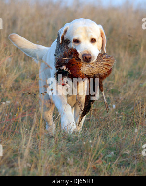 süße Gelbe Labrador-Welpe auf dem hellen Hintergrund in Farbe Perlen Stockfoto