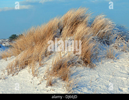 Dünengebieten Grass in Winterlandschaft, Berkheide, Katwijk, Südholland, Niederlande Stockfoto