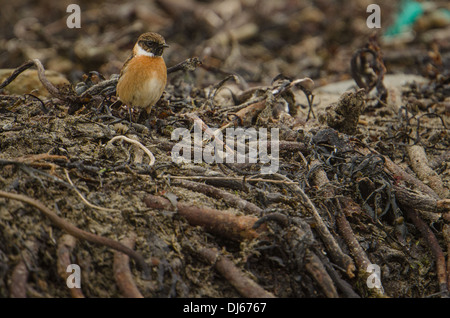 Männliche Schwarzkehlchen (Saxicola Torquata), Essen unter scrounging angespült Wurf und Marine Ablagerungen. Stockfoto