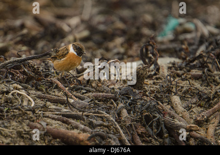 Männliche Schwarzkehlchen (Saxicola Torquata), Essen unter scrounging angespült Wurf und Marine Ablagerungen. Stockfoto