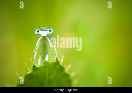 Blaue Libellen auf einem Blatt Stockfoto