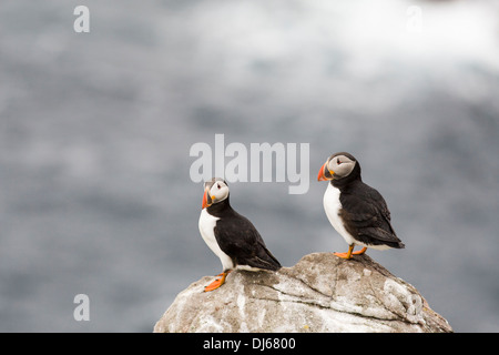 Zwei Papageientaucher auf einem Felsen mit Meer Hintergrund Stockfoto