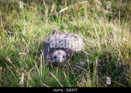 Arktisches Skua (Stercorarius Parasiticus) Küken auf Fair Isle Stockfoto