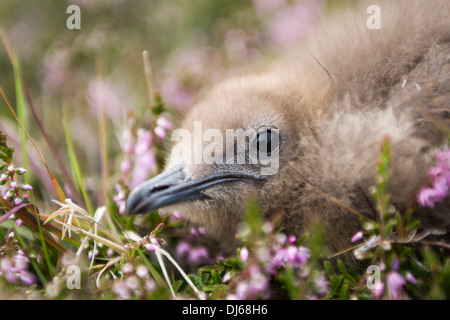 Arktisches Skua (Stercorarius Parasiticus) Küken auf Fair Isle Stockfoto