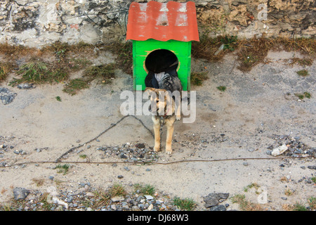 Hund an einer Kette ist in der Nähe von seinem Stand Stockfoto