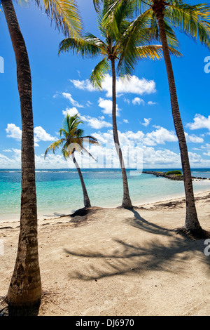 Palmen am tropischen Strand, Guadeloupe Stockfoto