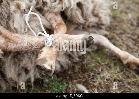 Schaf Beine gebunden, um es zu kontrollieren, für Scheren, Fair Isle, Shetland Stockfoto