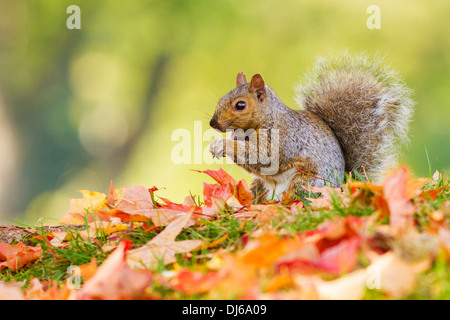 Graue Eichhörnchen (Sciurus Carolinensis) im Herbst. Stockfoto