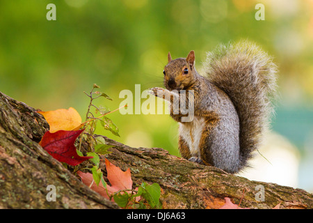 Graue Eichhörnchen (Sciurus Carolinensis) im Herbst. Stockfoto