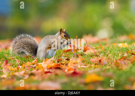 Graue Eichhörnchen (Sciurus Carolinensis) im Herbst. Stockfoto