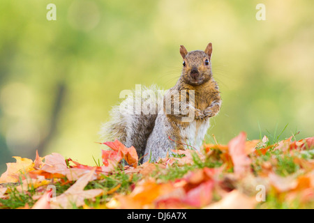 Graue Eichhörnchen (Sciurus Carolinensis) im Herbst. Stockfoto